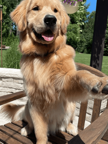 Animal to Human before